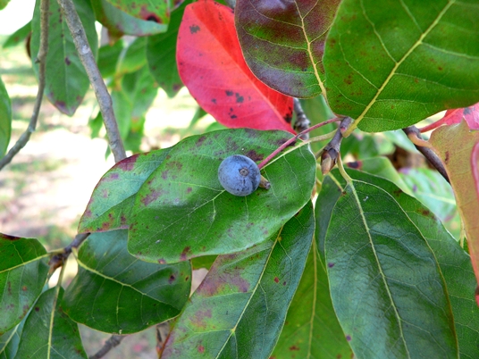 {Nyssa biflora}
